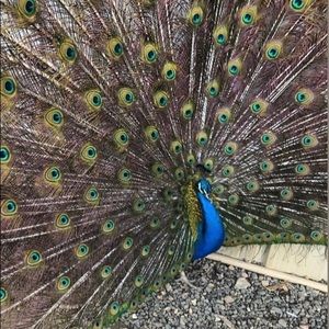 Meet your Posher, Sar